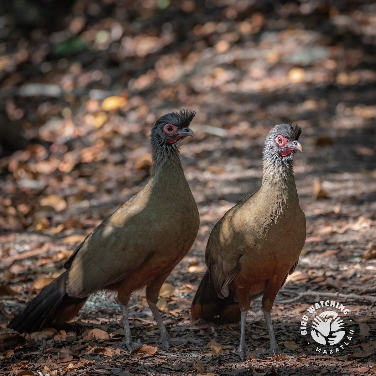Rufous-bellied Chachalaca - ML635786200