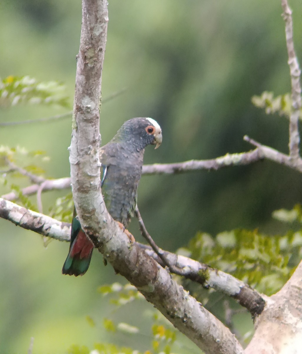 White-crowned Parrot - ML635786242