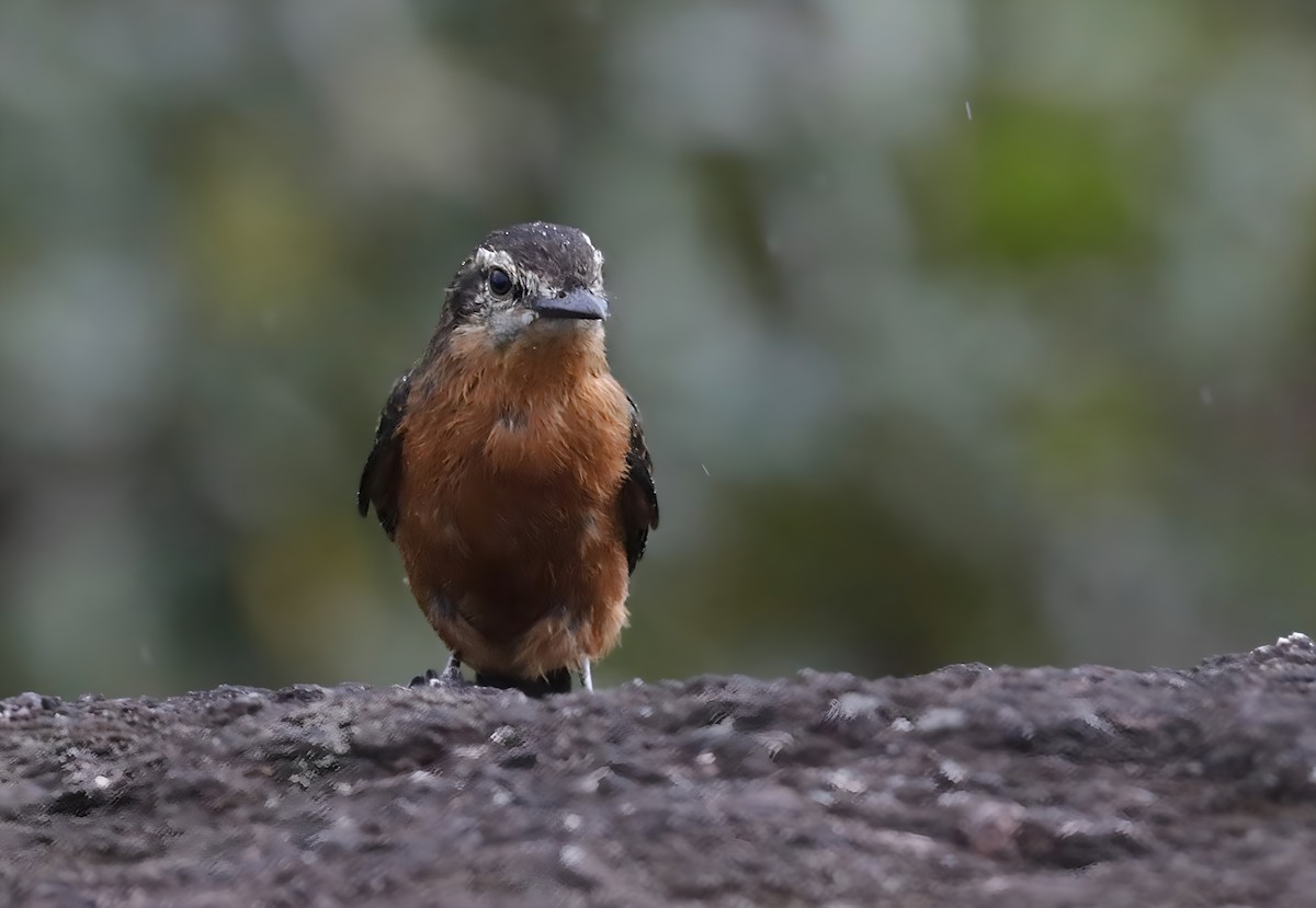 Cliff Flycatcher - ML635786269