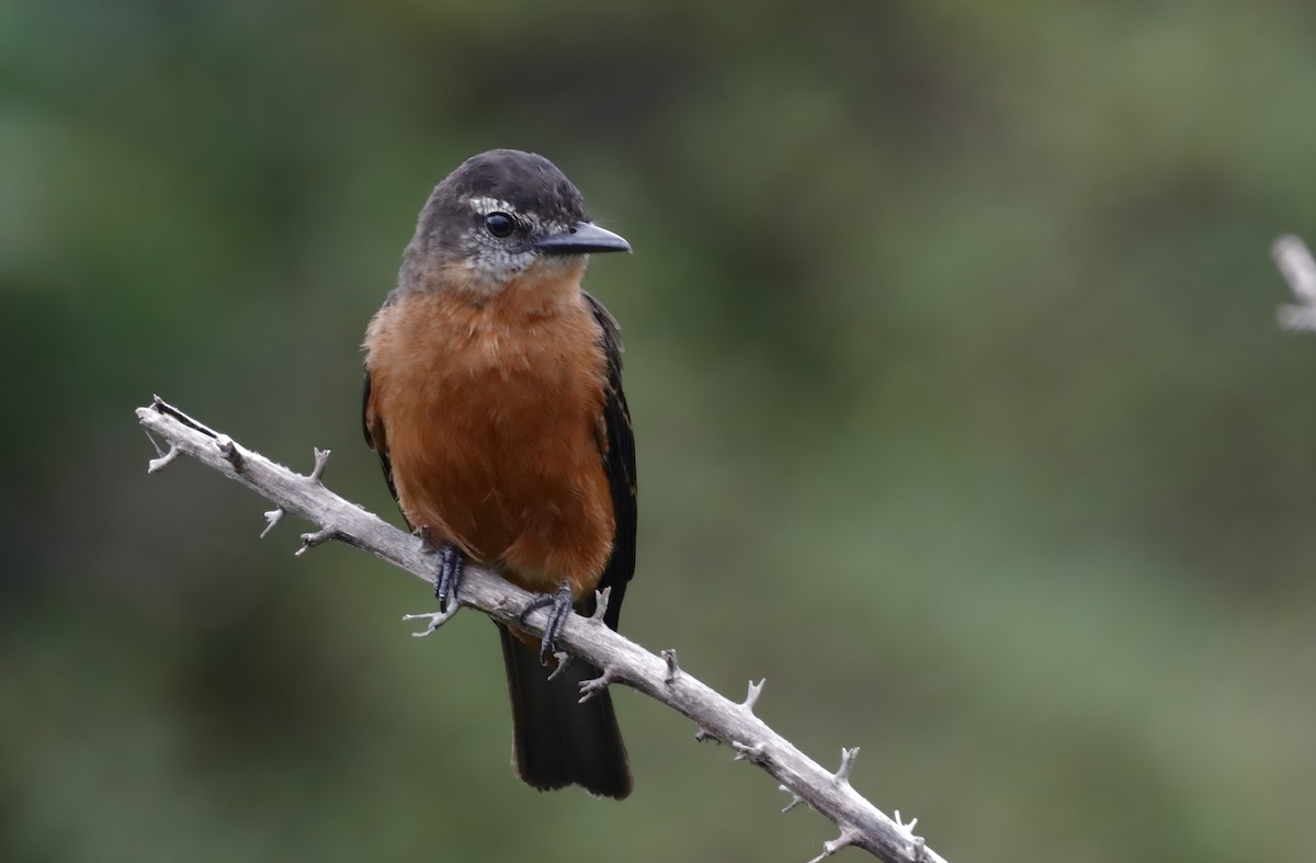 Cliff Flycatcher - ML635786270