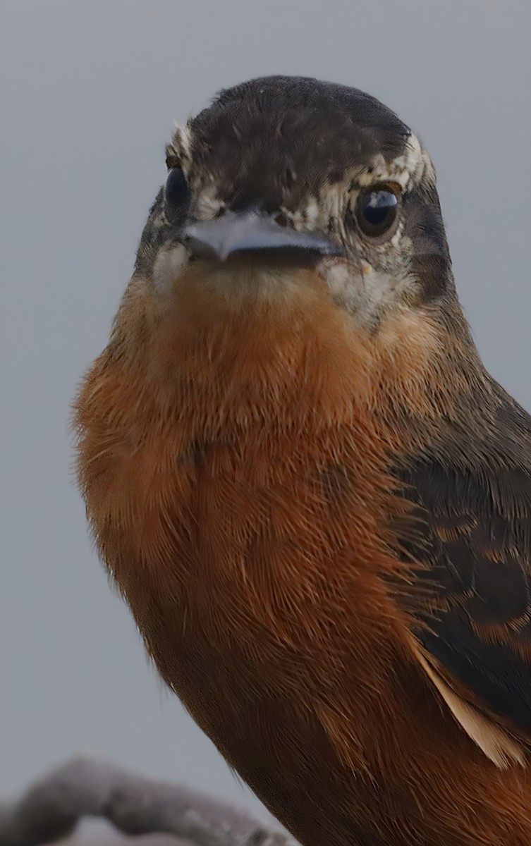 Cliff Flycatcher - ML635786271