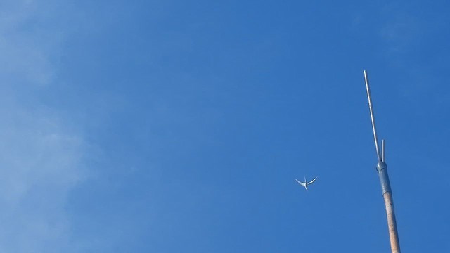 Red-billed Tropicbird - ML635786298