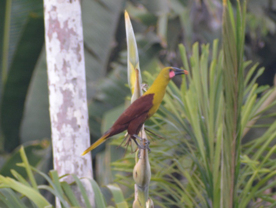 Olive Oropendola - ML635786354