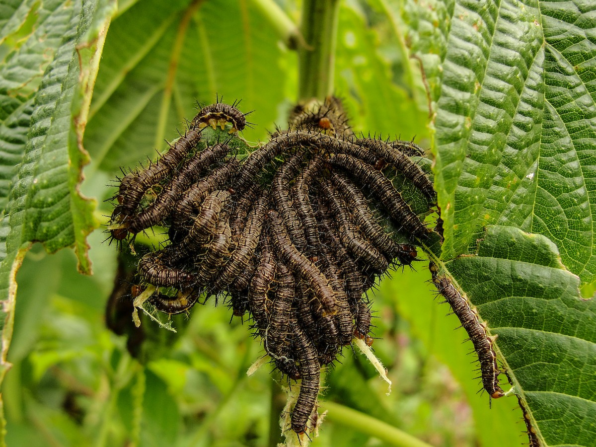 Insects - ML635786451