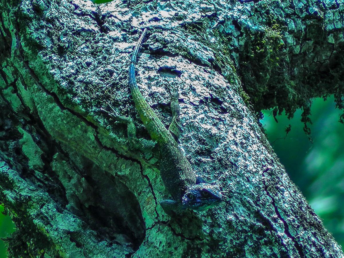 Reptiles - ML635786452