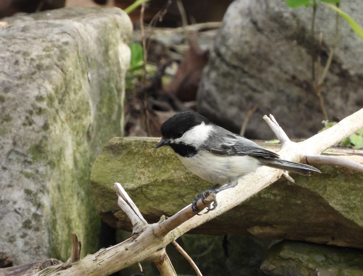 Black-capped Chickadee - ML635786503