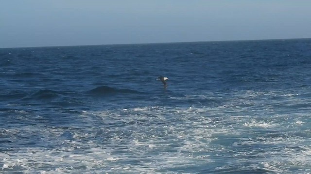Laysan Albatross - ML635786521