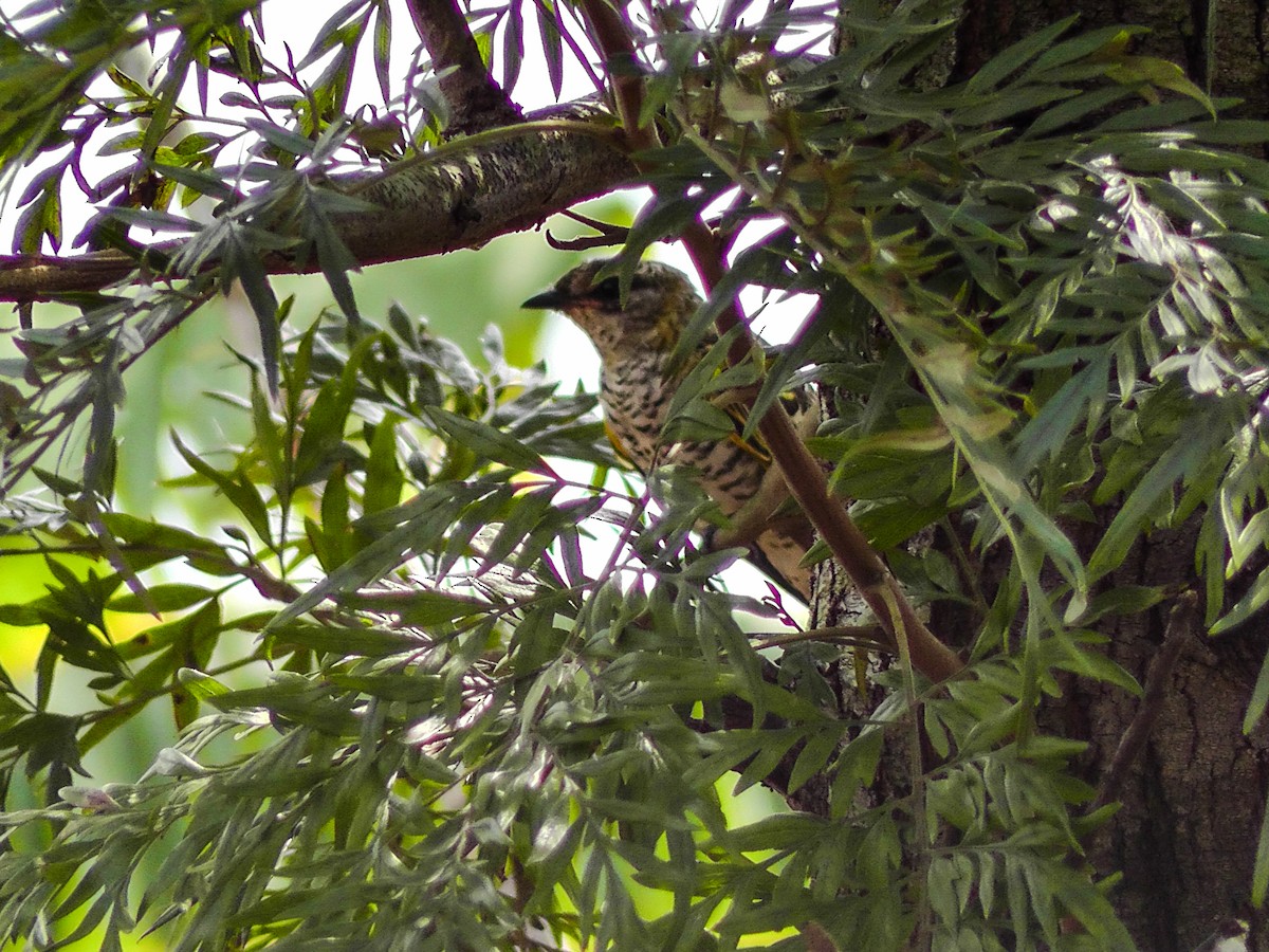 Black Cuckooshrike - ML635786734