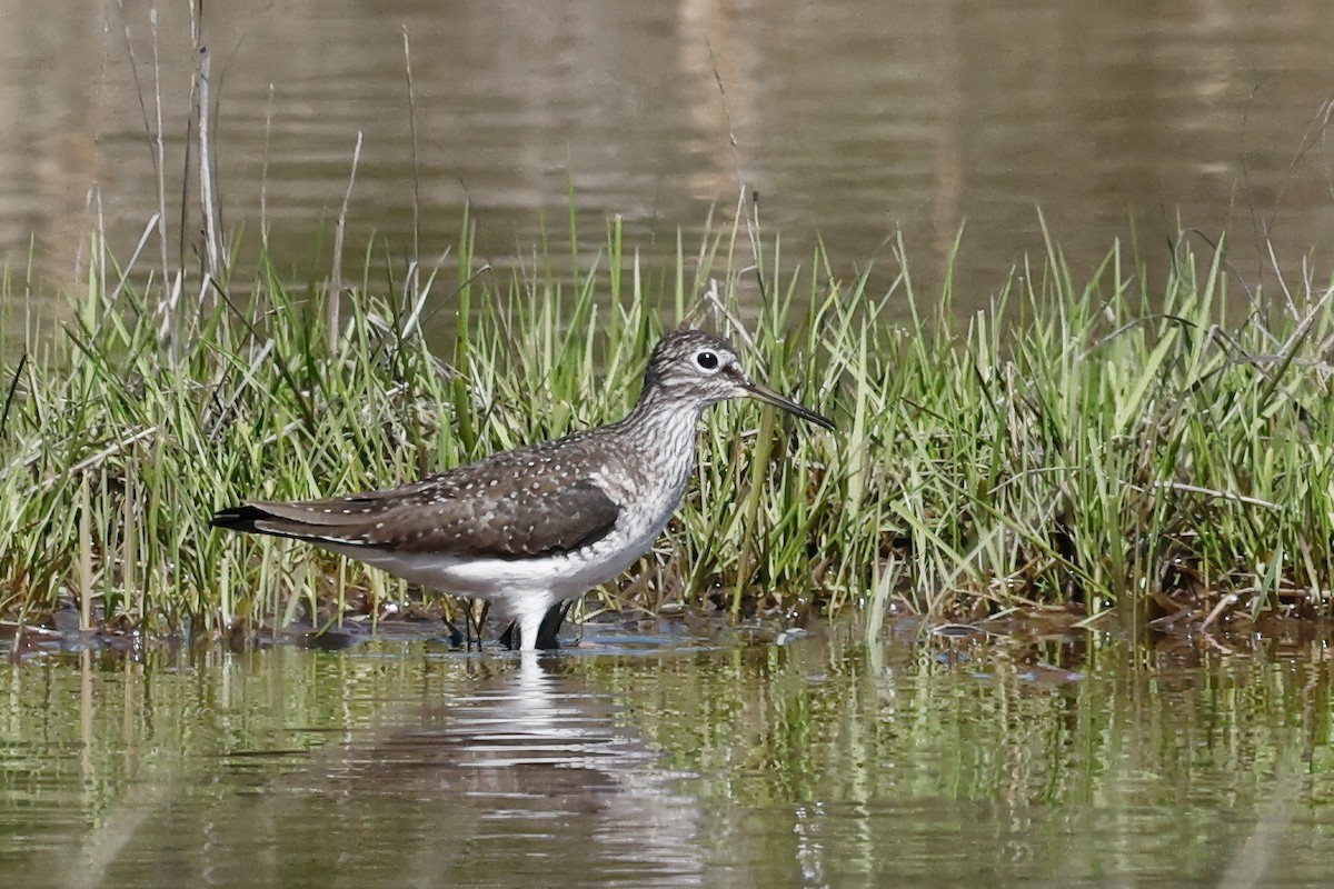 Solitary Sandpiper - ML635786744