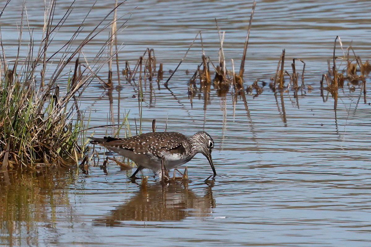 Solitary Sandpiper - ML635786748