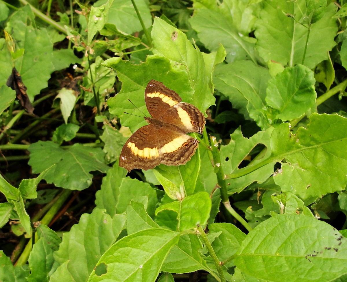 Insects - ML635786819