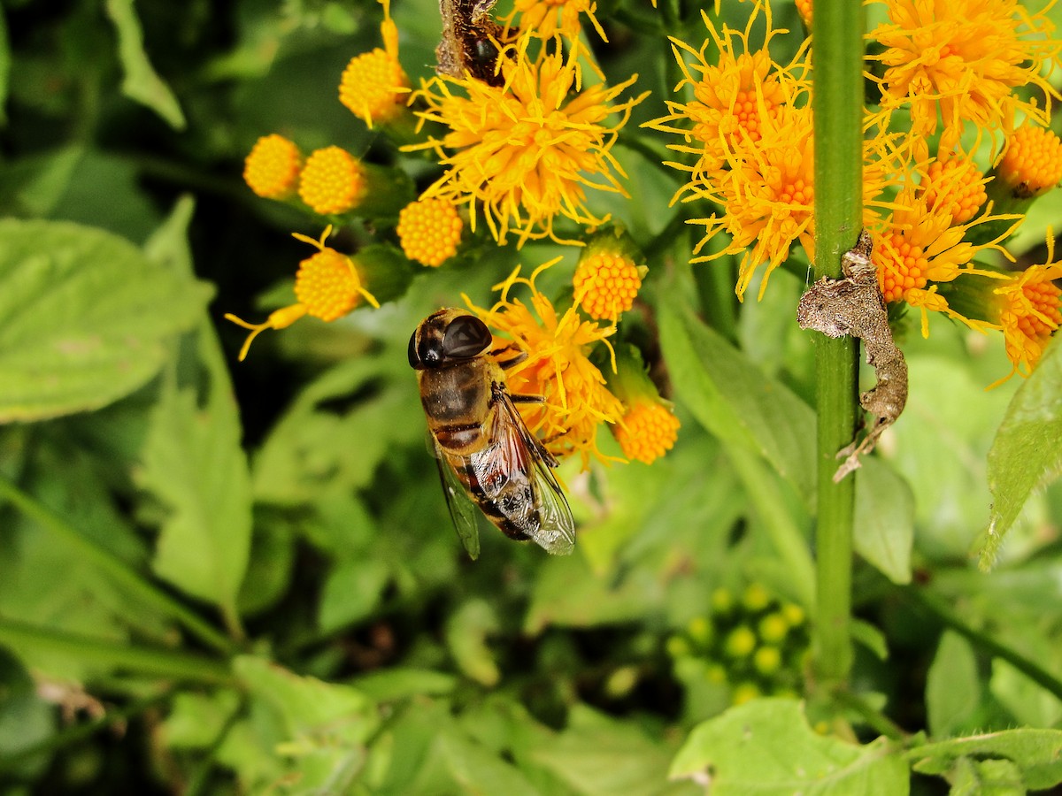 Insects - ML635786820