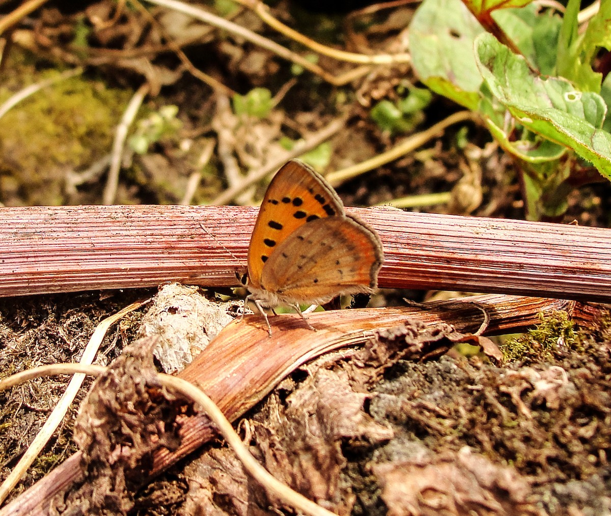 Insects - ML635786821