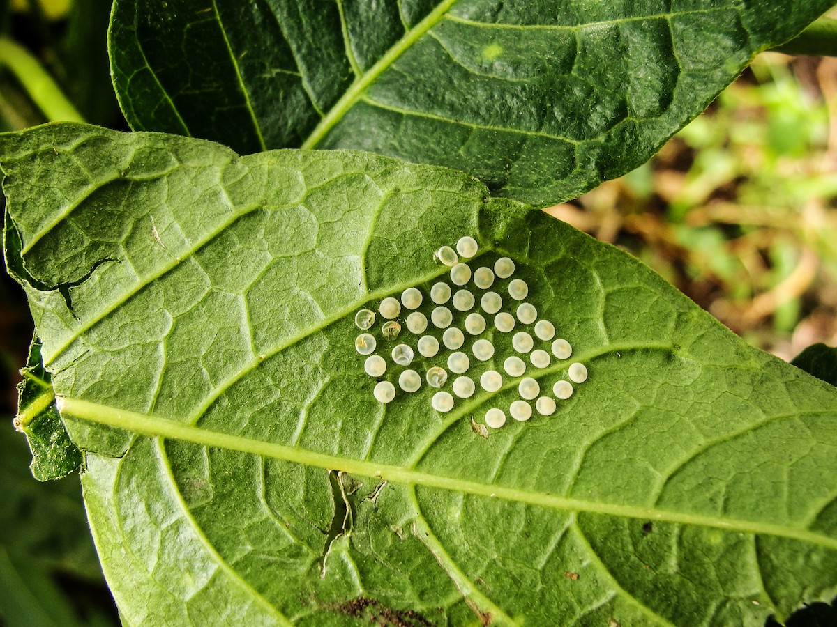 Insects - ML635786822