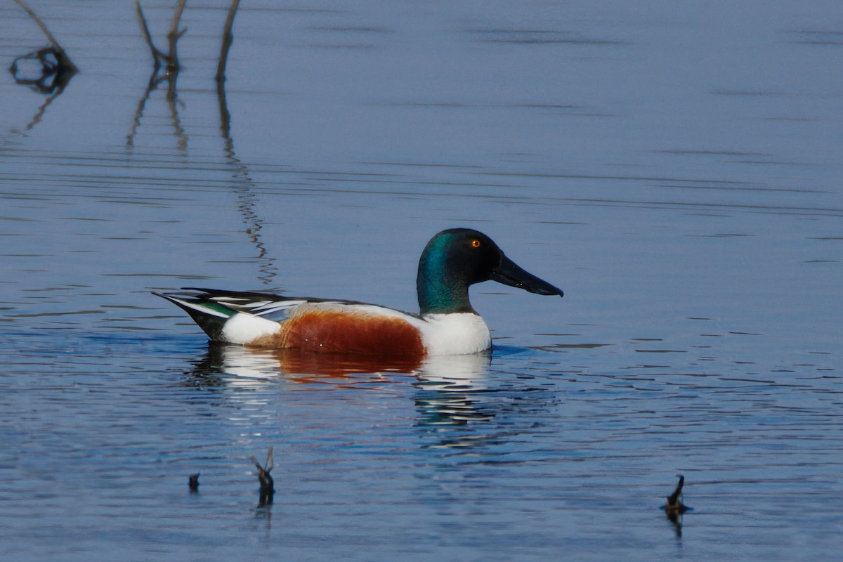 lžičák pestrý - ML635786841