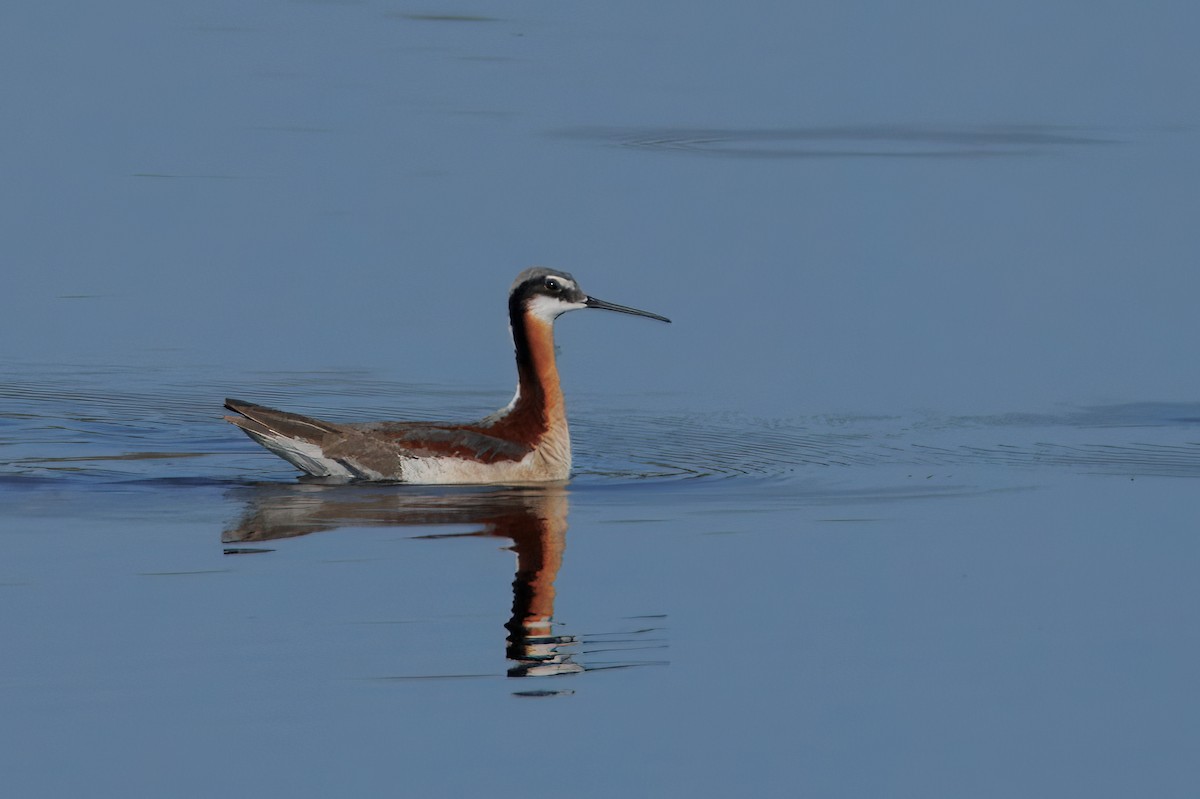 lyskonoh dlouhozobý - ML635786885