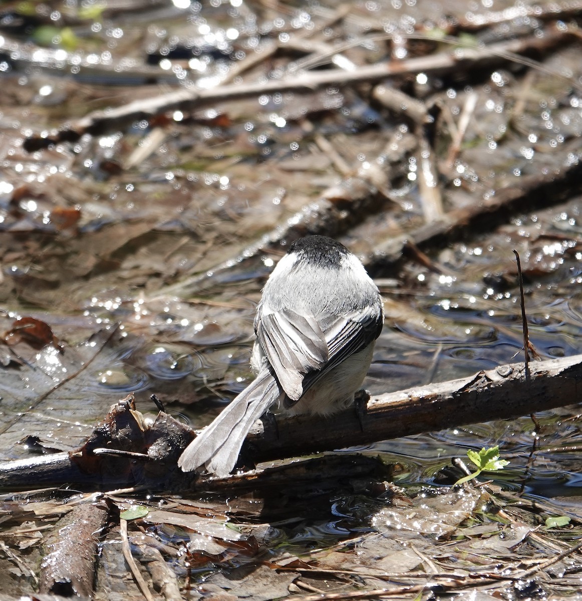 Black-capped Chickadee - ML635786903