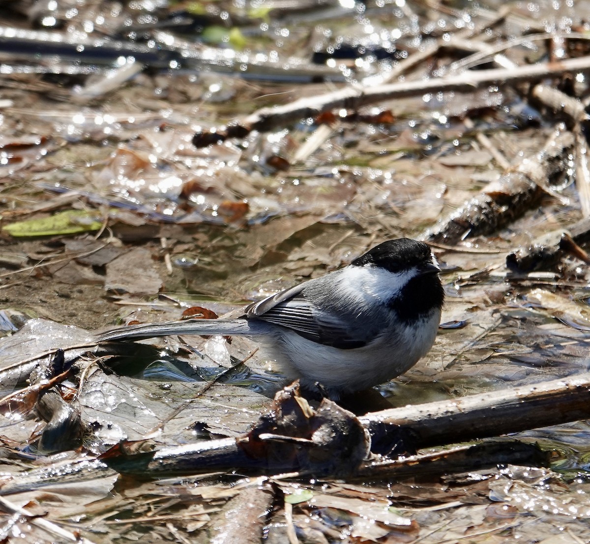 Black-capped Chickadee - ML635786904