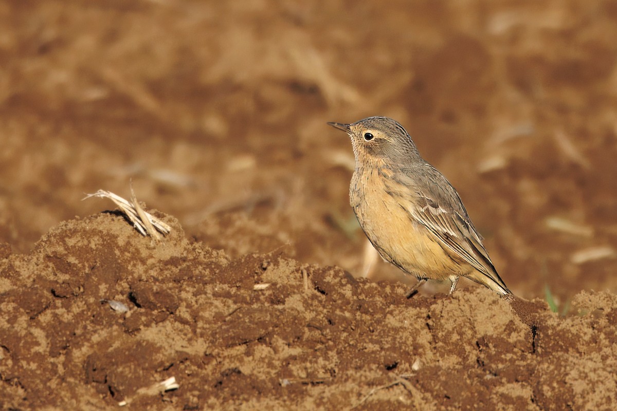 linduška tundrová - ML635786978