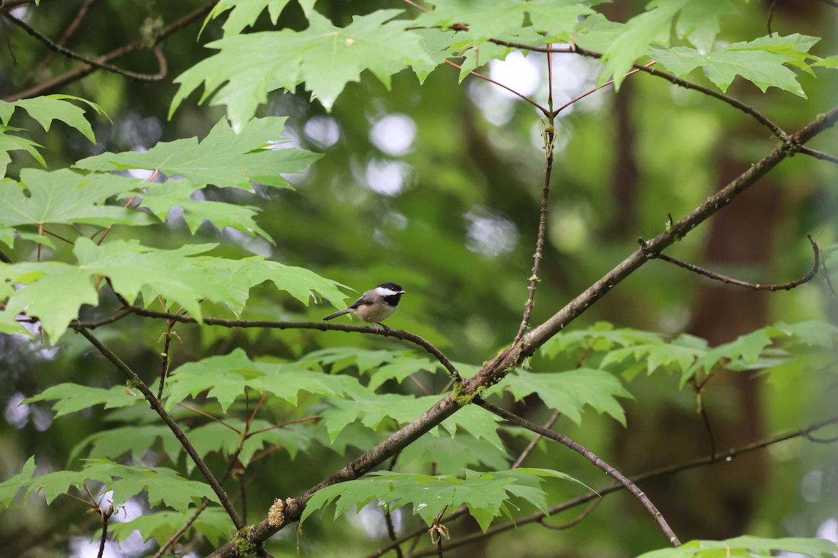 Black-capped Chickadee - ML635786987