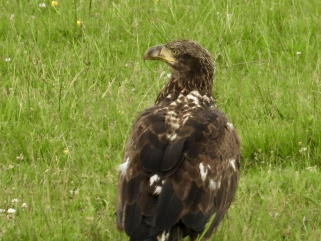 Bald Eagle - ML635787087