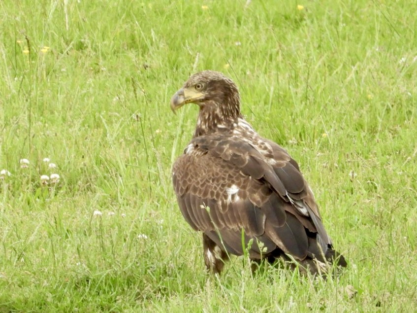 Bald Eagle - ML635787088