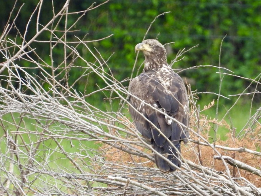 Bald Eagle - ML635787090