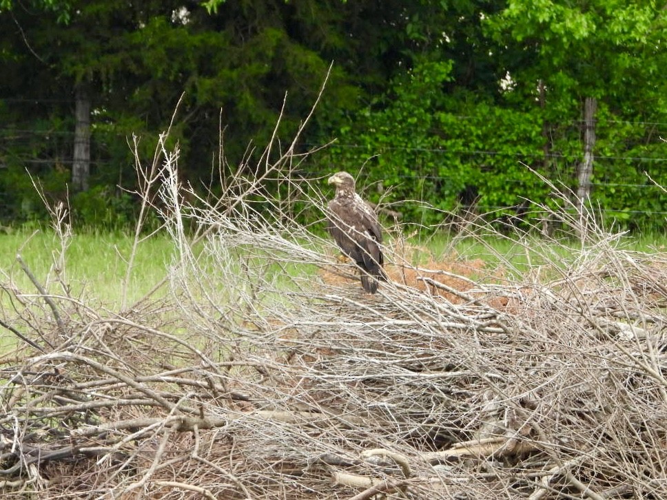 Bald Eagle - ML635787092