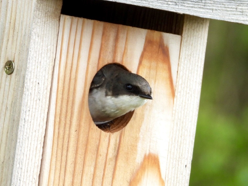 Tree Swallow - ML635787117