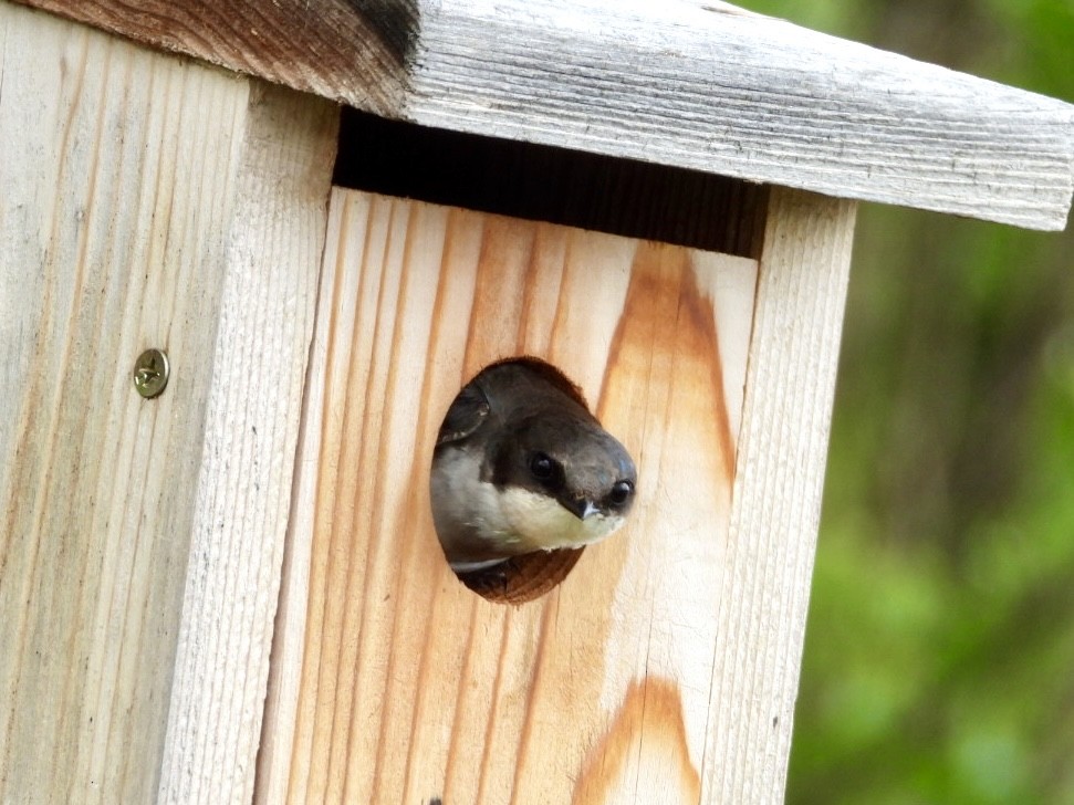 Tree Swallow - ML635787118