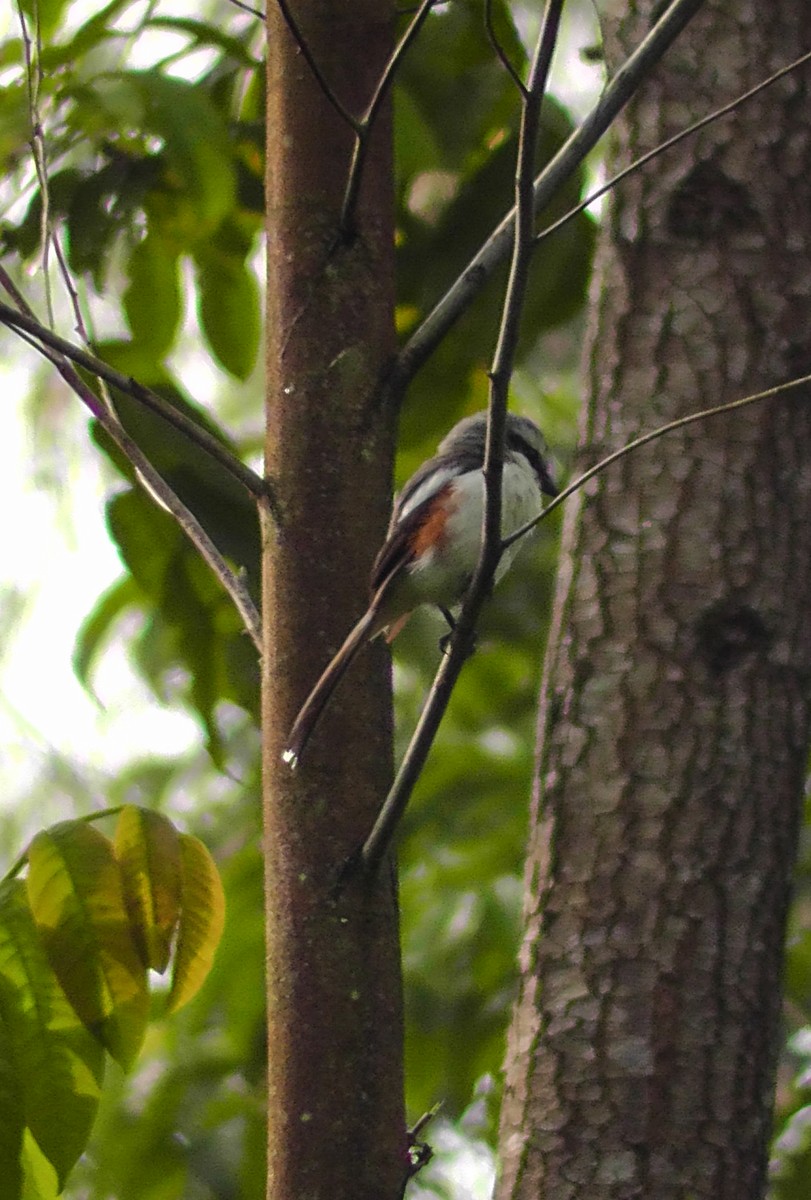 Mackinnon's Shrike - ML635787181