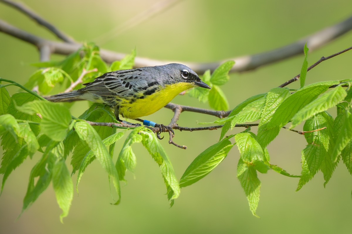 Kirtland's Warbler - ML635787253