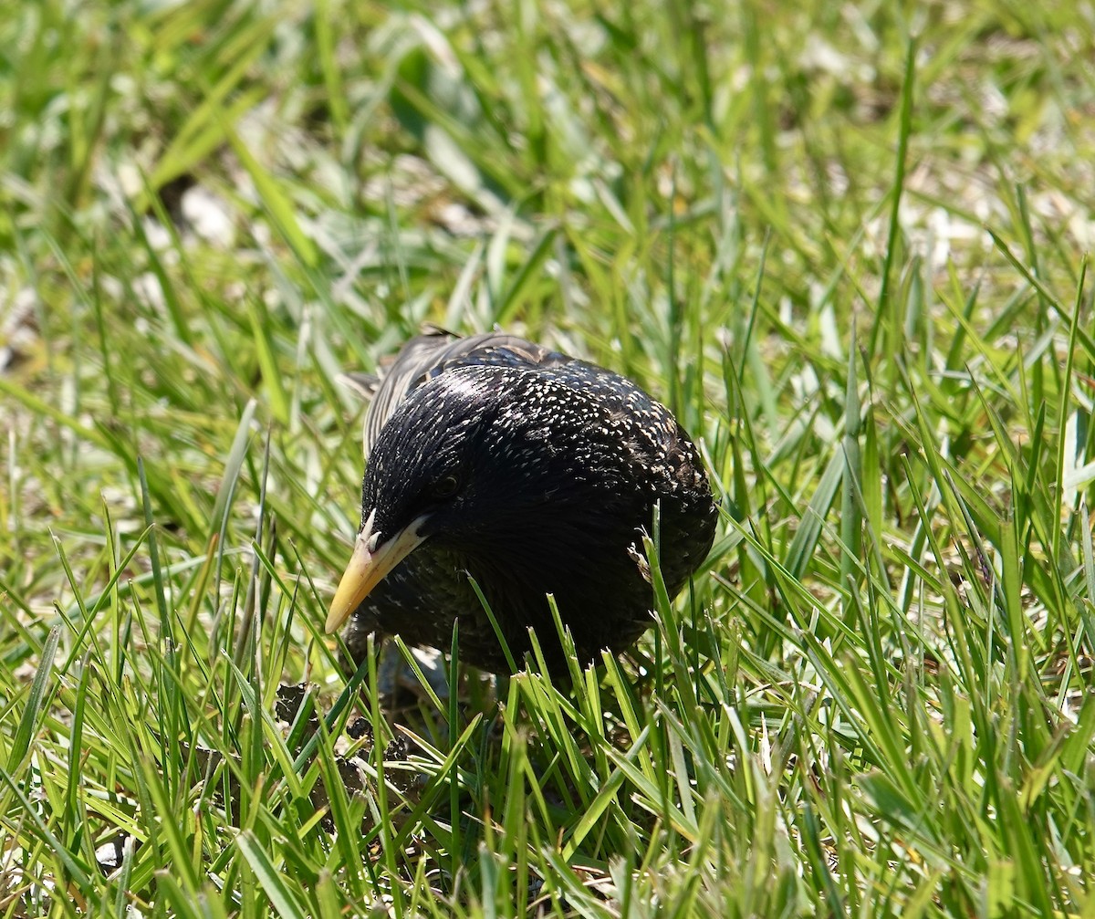 歐洲椋鳥 - ML635787433