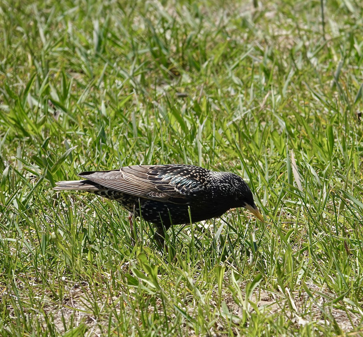 歐洲椋鳥 - ML635787434