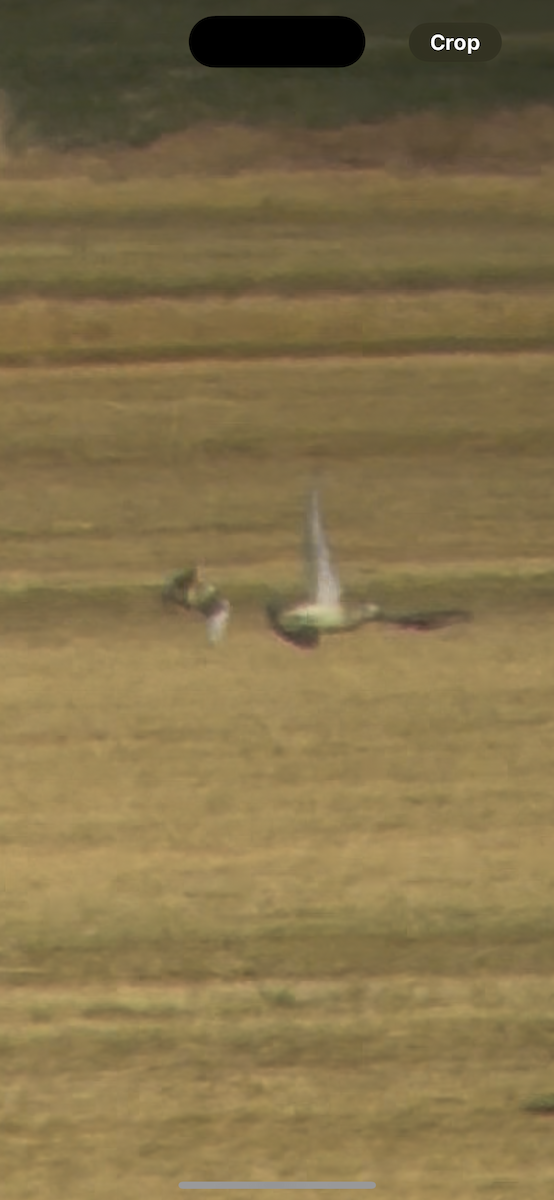 Mountain Plover - ML635787454