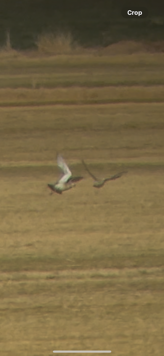 Mountain Plover - ML635787455