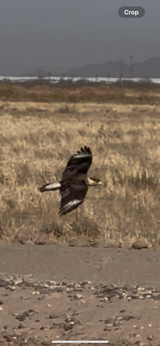 Crested Caracara - ML635787477