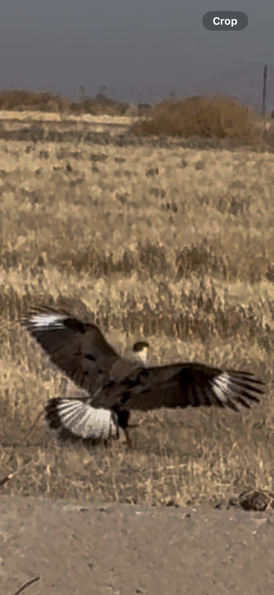 Crested Caracara - ML635787478