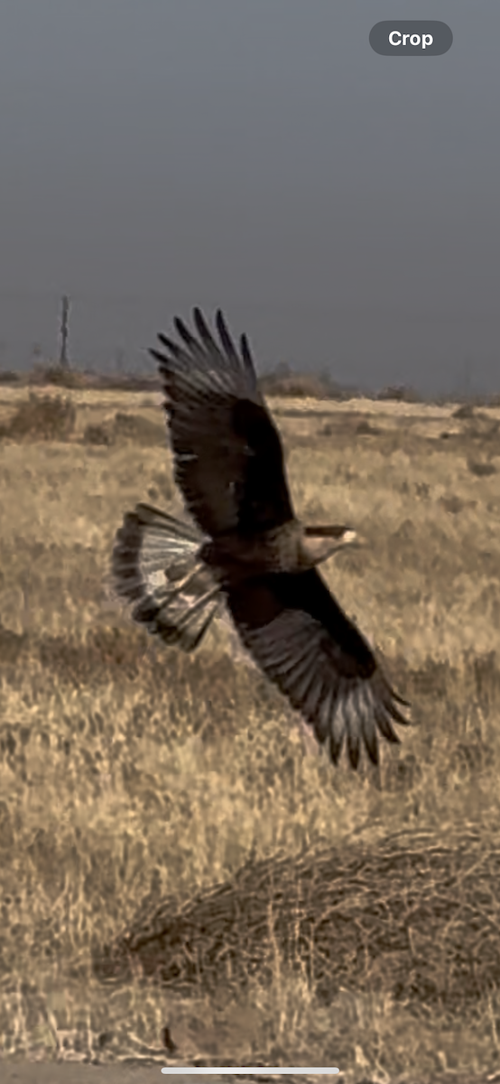 Crested Caracara - ML635787479