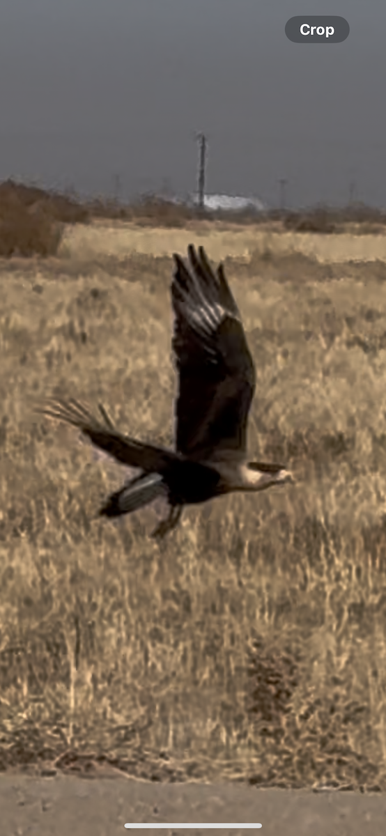 Crested Caracara - ML635787480
