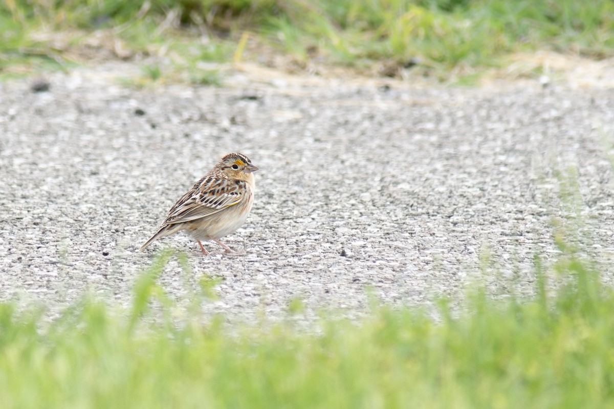 Grasshopper Sparrow - ML635787571