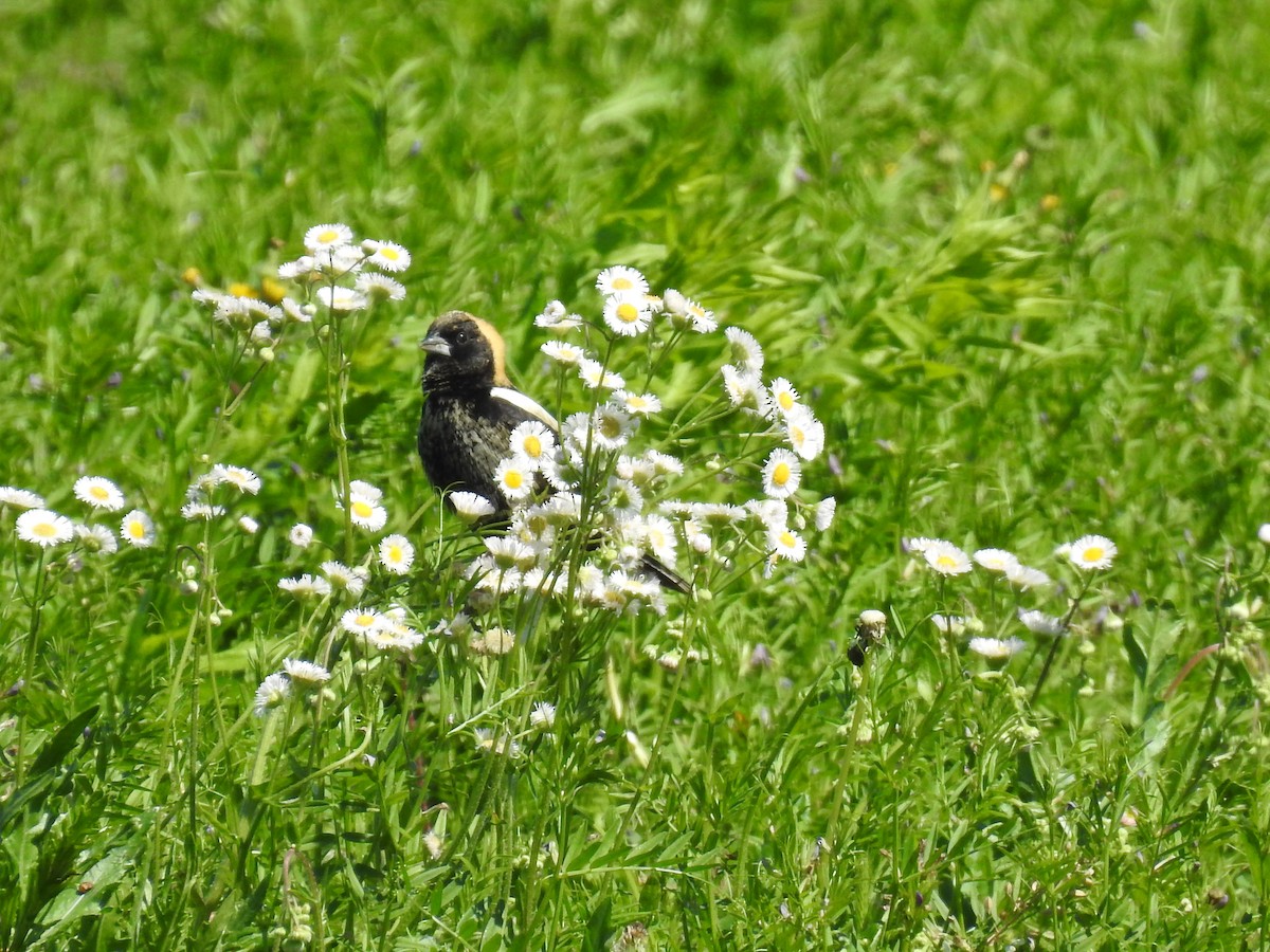 Bobolink - ML635787603