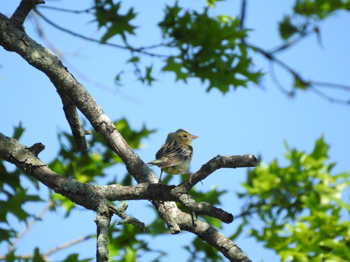 Bobolink - ML635787611