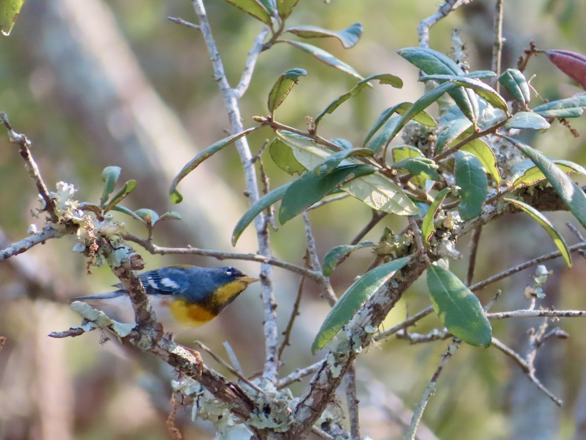 Northern Parula - ML635787693