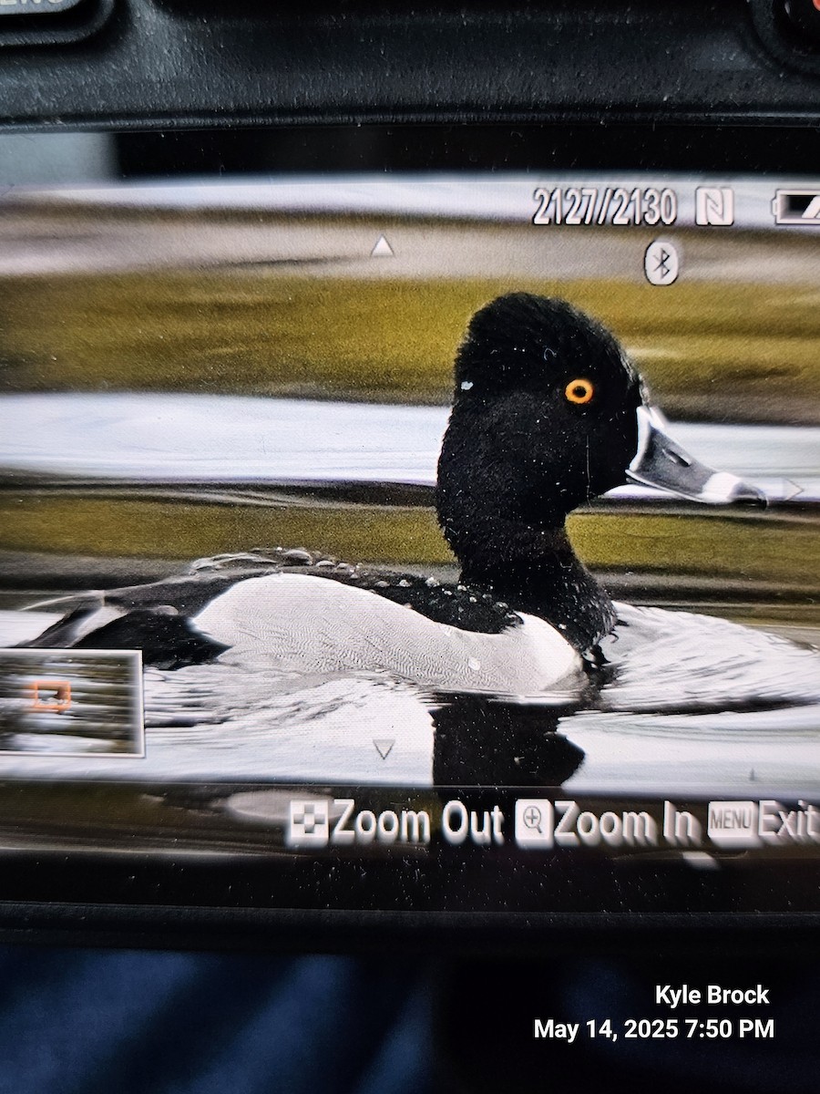 Ring-necked Duck - ML635787754