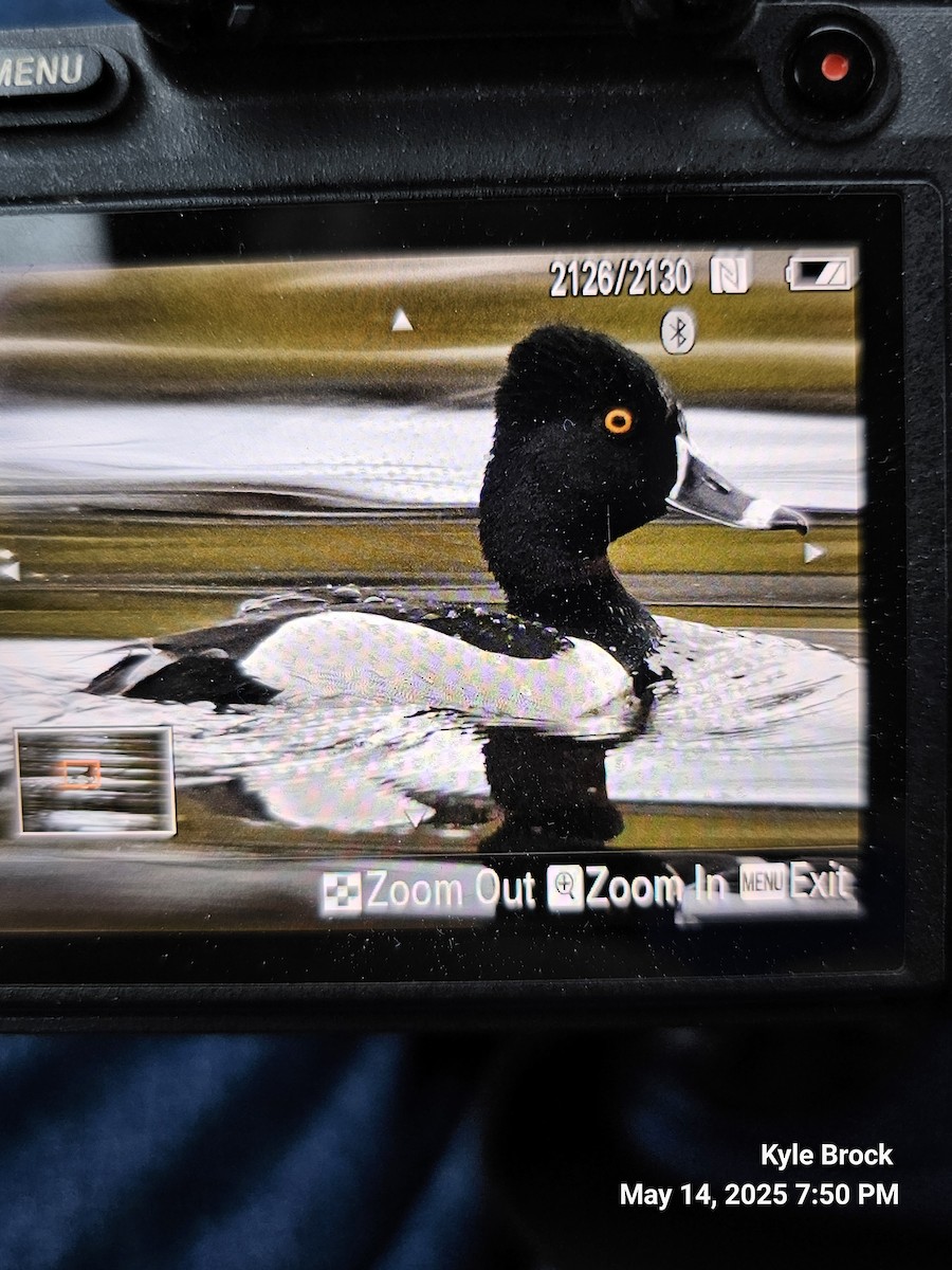 Ring-necked Duck - ML635787755