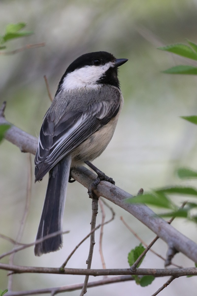 Black-capped Chickadee - ML635787770