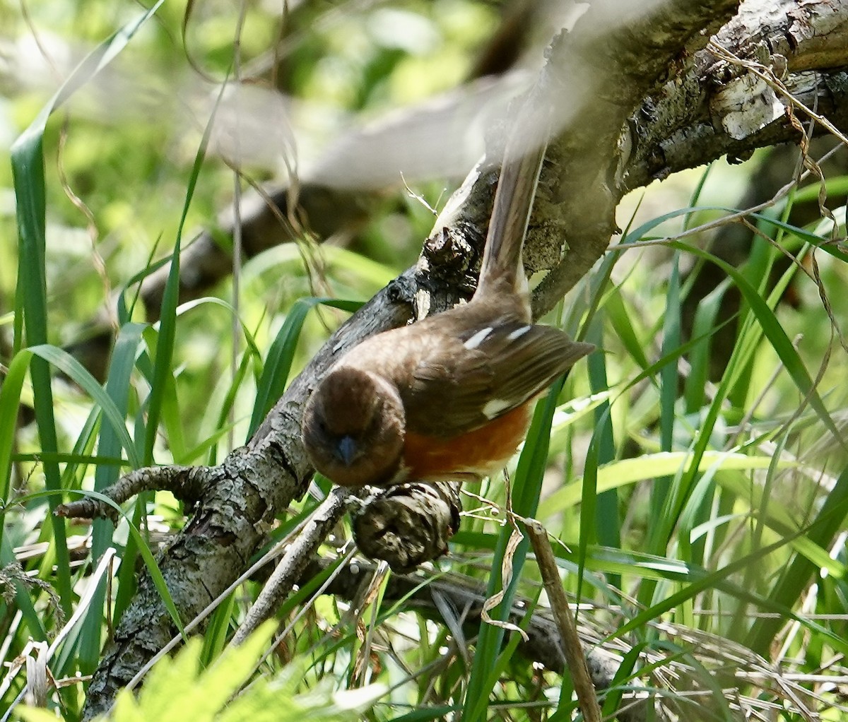 Eastern Towhee - ML635787837