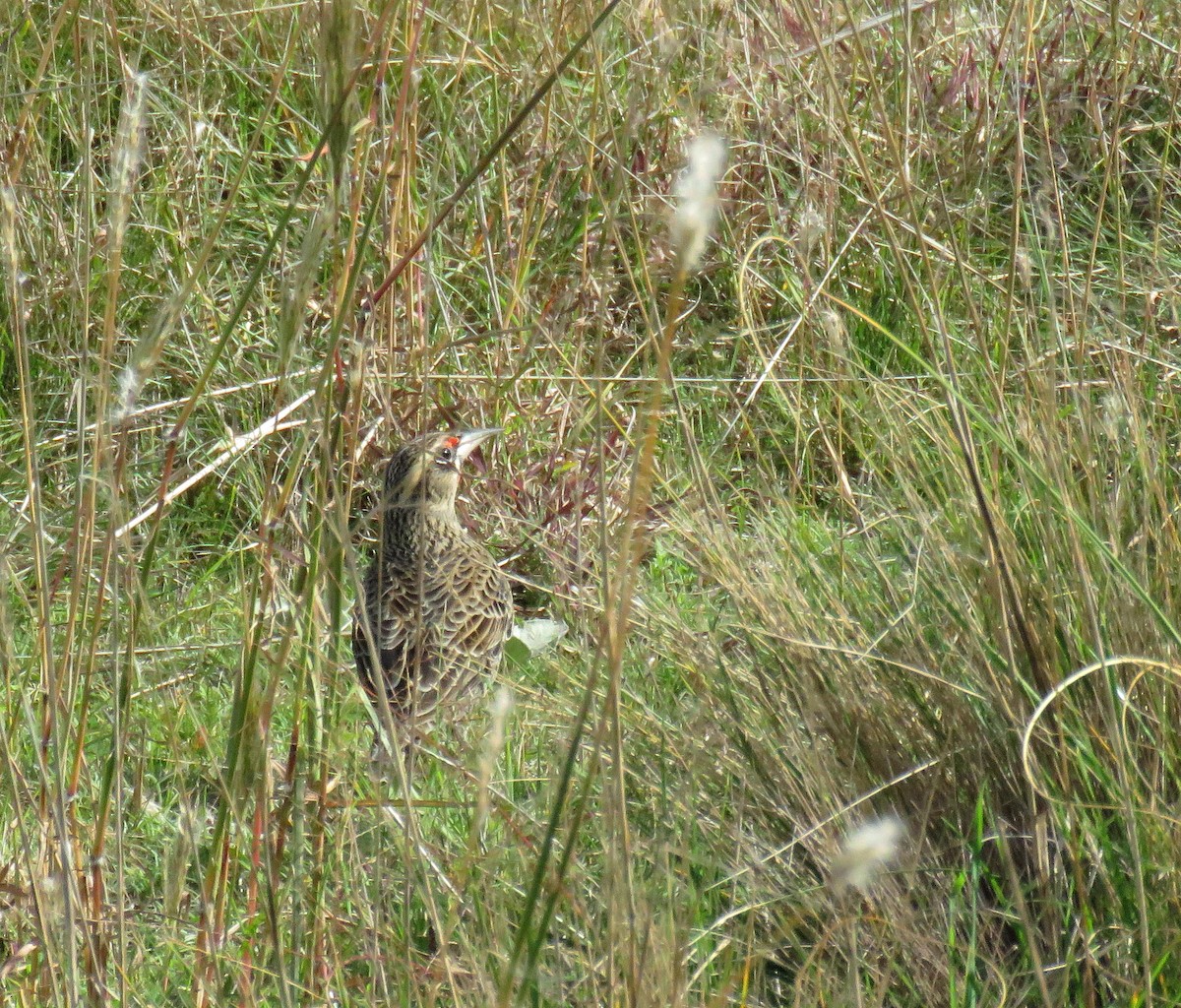 Pampas Meadowlark - ML635788009