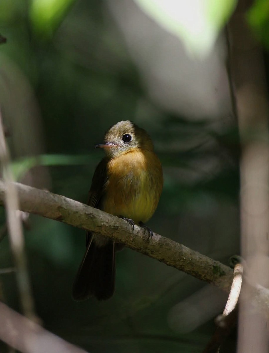 Sulphur-rumped Flycatcher - ML635788027